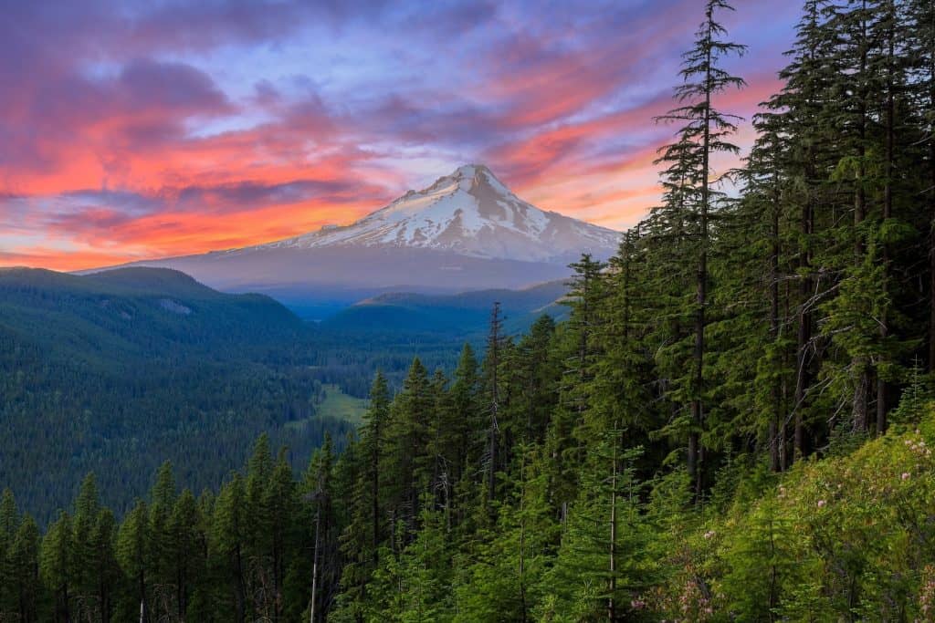 forest oregon scenery