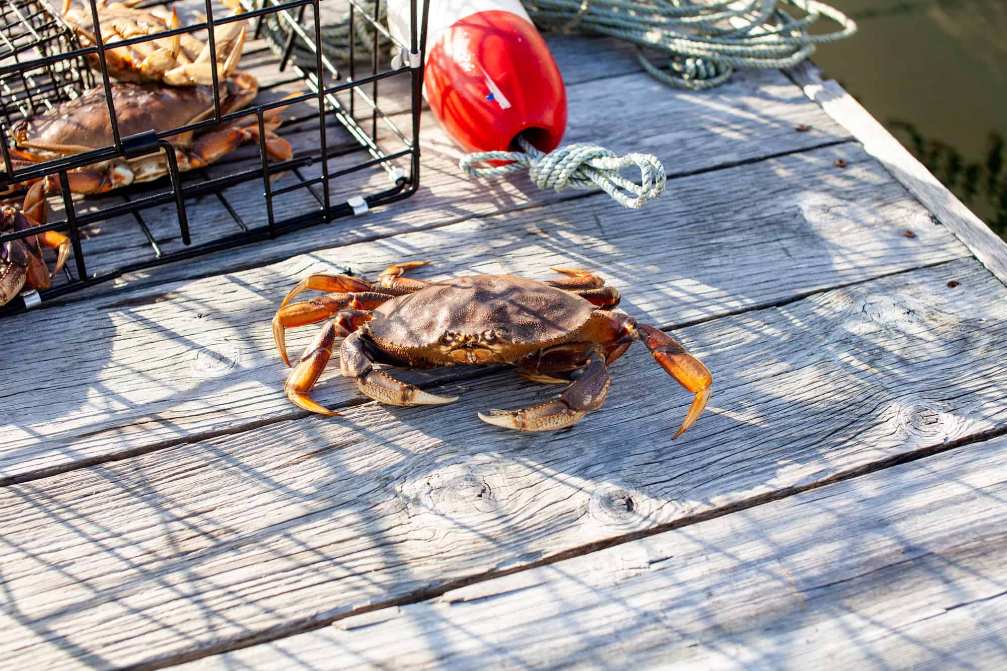 dungeness crab Visit Oregon