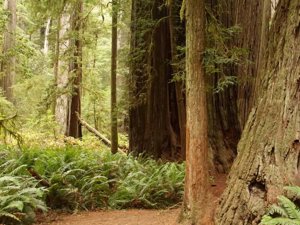 forestgrove