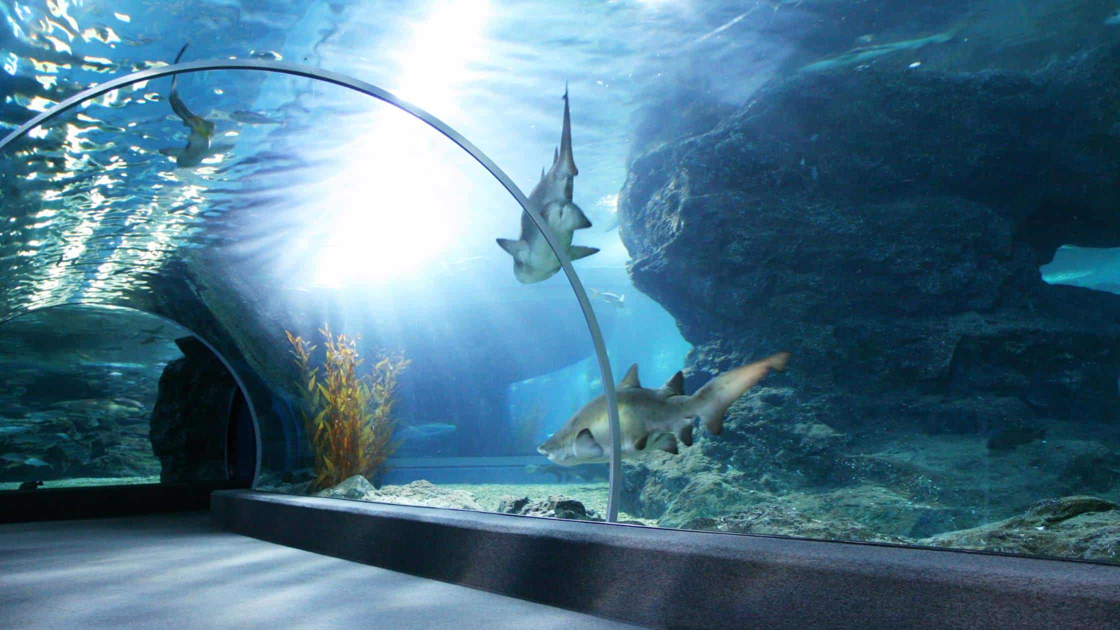 Oregon coast aquarium