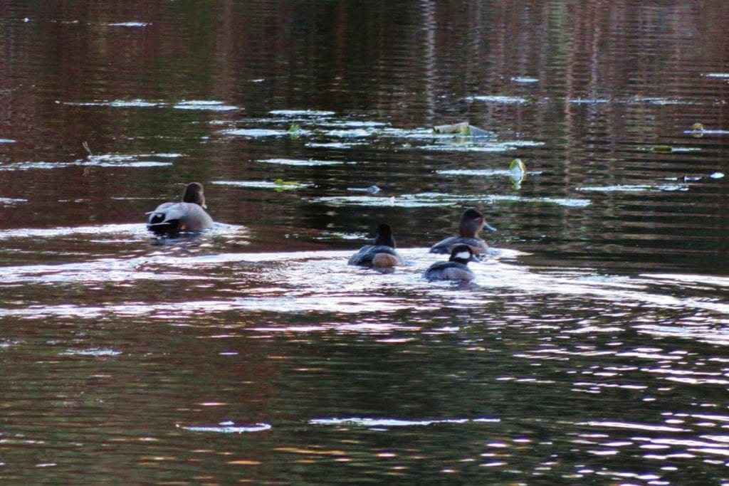 Ducks on East Neacoxie Lake