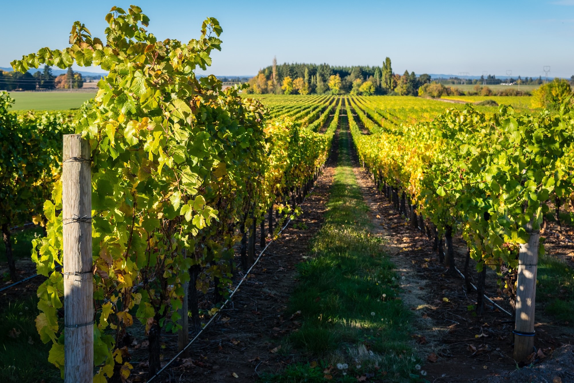 Willamette Valley Wine Country End of the Oregon Trail